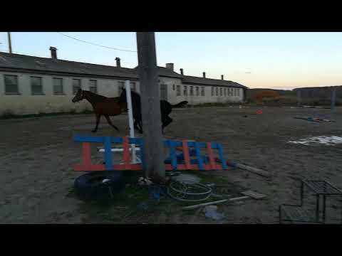 BERNSTEIN BLACK DIAMOND v Bernay - Millenium, FOR SALE - HF Rappe - Duir Ask Ichschi