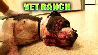 Abused, Neglected, Nearly Euthanized