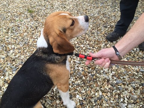 Dragons Den - Magloc New K9 Dog Lead Connector - Must see