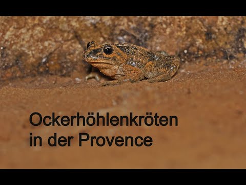 Ockerhöhlenkröten in der Provence