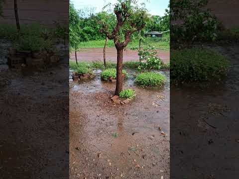Chuva em Moreilândia-PE, 22 mm de chuva. #chuvas #roça #sitio #agriculture