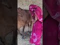 Cow Baffalo Animals Cattleworld Farming Dairyherd Bull Animalfarming