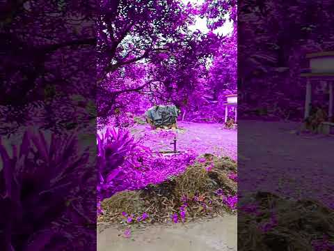 Bhenda bari hori mundhir #virelvideo