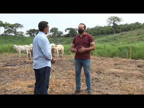 Fazenda na zona rural de Teresina fatura em produção de gado de engorda e silagem 05 02 2022