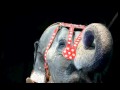 Ringling Brothers And Barnum And Bailey Elephants