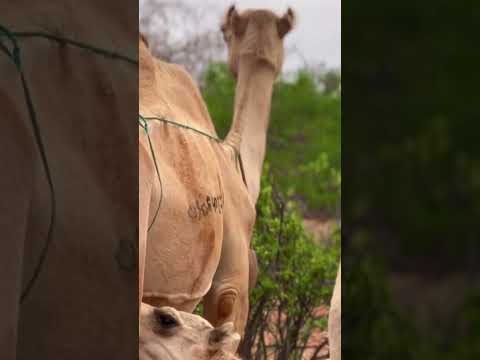 Camels have thick lips which let them forage for thorny plants other animals can’t eat