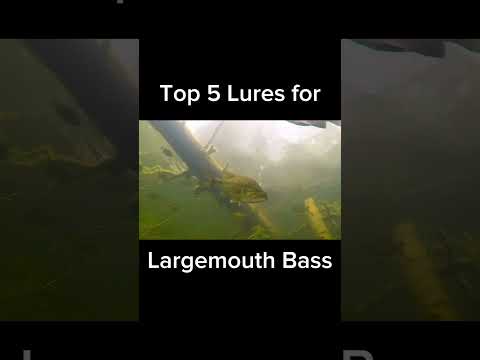 Top 5 Bass Lures you need in your tackle box! | #fishing #bassfishing #shorts