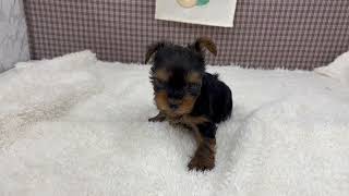 ヨークシャーテリアの動画01