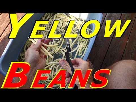 download lagu mp3 mp4 How To Store Yellow Beans, download lagu How To Store Yellow Beans gratis, unduh video klip How To Store Yellow Beans