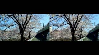 preview picture of video '町田 恩田川沿いの桜並木 (3D) Cherry Blossom in Machida 2012'