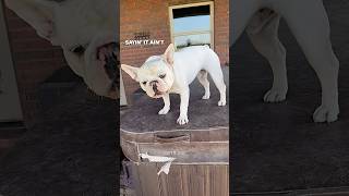 Two Dogs Can’t Agree on Anything!