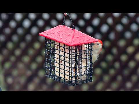 Red Bellied Woodpecker Eating Suet