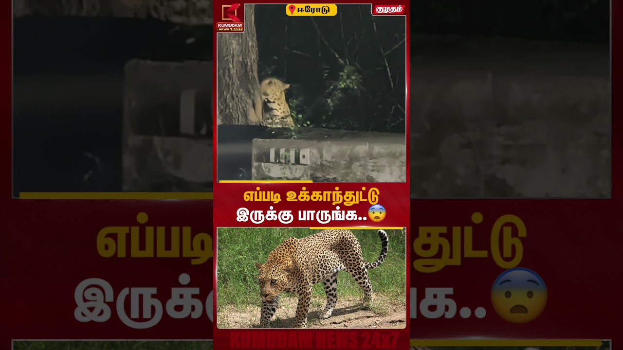 சாலையோர மரத்தில் முகத்தை உரசிய சிறுத்தை..! திம்பம் மலைப்பாதையில் பரபரப்பு | Erode Leopard | Kumudam