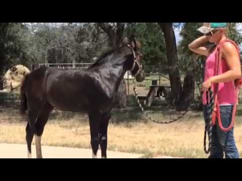 Training your foal to lead