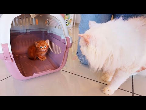 MICIA E IL NUOVO CUCCIOLO DEL DOTTOR TIMOTI SI INCONTRANO PER LA PRIMA VOLTA E SUCCEDE QUESTO...