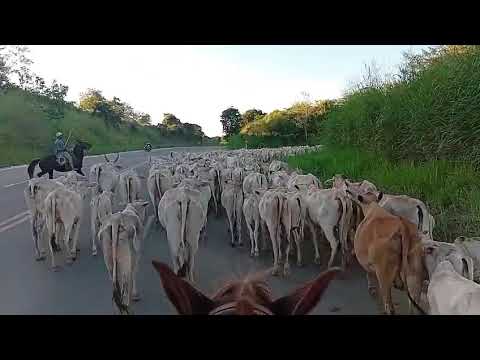 Levando gado Fazenda Montalvânia Minas Gerais