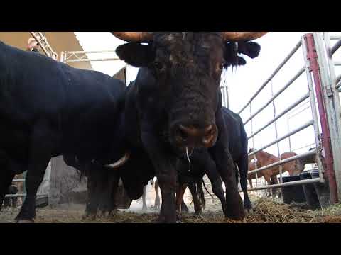 BFO Reno Rodeo Finals