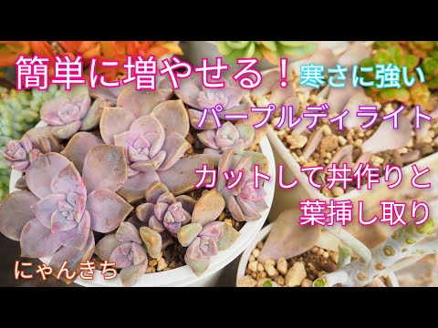 パープルチュート 植物