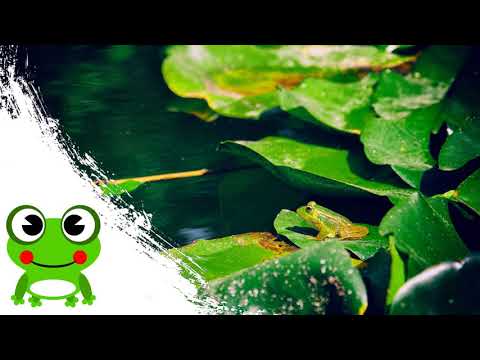 Rechot i kumkanie żab w stawie - Odprężające dźwięki natury