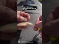 How I like to HOOK my MINNOW on JIGS! #shorts