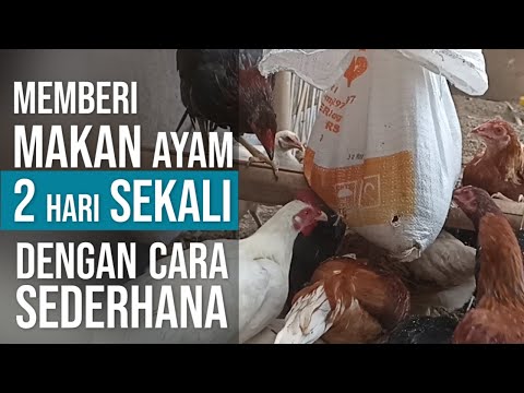 , title : 'Cara Sederhana 2 Hari Sekali Memberi Makan Ayam Cocok buat yang Sibuk | Vlog-2'