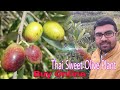 Thai Sweet🫒Olive Plant|📱70023 20398🙋‍♂️|Buy Online|Sweet Olive|Olive Plants|@moonlightassam2951