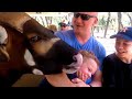 Funniest Animal Moments AFV Funny Videos