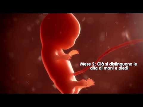 IVI - Gravidanza: cosa accade in 9 mesi?