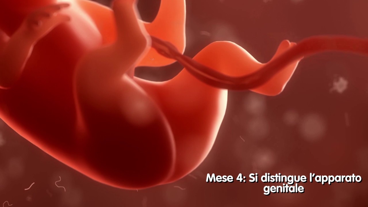 IVI - Gravidanza: cosa accade in 9 mesi