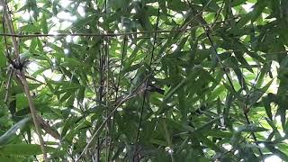 Download lagu Burung Kehicap Ranting (Hypothymis Azurea) Sedang Buat Sarang mp3