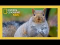 9 Brain Octopus Mega Memory Sneaky Animal Tricks Super Animals Full Episode Natgeokids