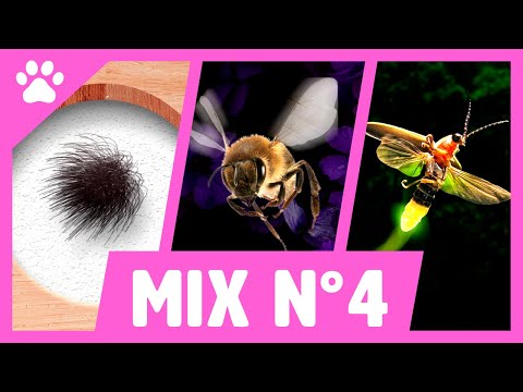GAMES FOR CATS : Hairy bugs, Bees and Fireflies on screen mix N°4