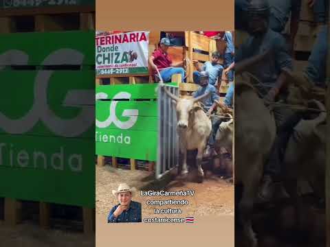 Montas tradicionales de Santa Cruz, Costa Rica 🇨🇷 — Cultura viva de nuestro pueblo