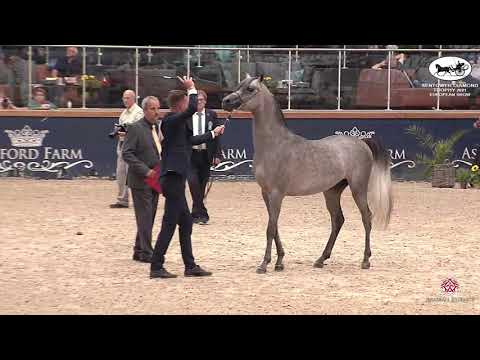 N 17 FORELOCKS SSENSATION   Sentower Diamond Trophy 2021   European Show   Colts 2 Years Old Class 4