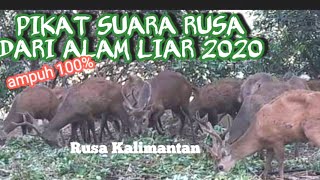 Download lagu Audio Suara pemikat Rusa asli dari Alam Liar Kalimantan 2020 ampuh 100% mp3 Download lagu Audio Suara pemikat Rusa asli dari Alam Liar Kalimantan 2020 ampuh 100% mp3