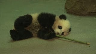 Baby Panda Bao Bao Melting Hearts at National Zoo