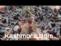 Kashmora movie Bgm Ringtone