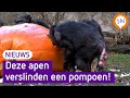 Deze apen gaan helemaal los op een reuzepompoen!