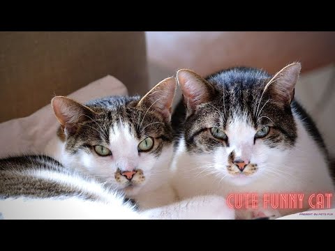 CUTE FUNNY CAT | Cats Fun Video 2021 | Present By Pets Fun