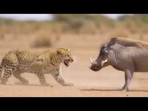 The Warthogs turns the Tables on the Leopard 