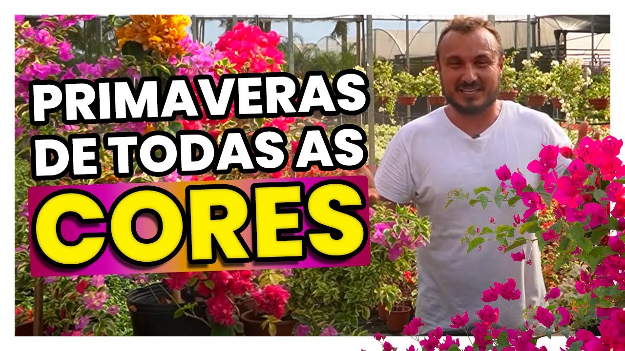Dicas de cultivo de BOUGAINVILLEA | Primavera de todas as cores
