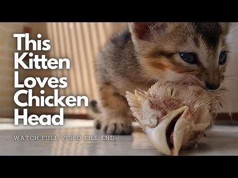 Hungry Kitten Loves to eat Huge chicken head, Little Cute Kitten eating video with RAW sound