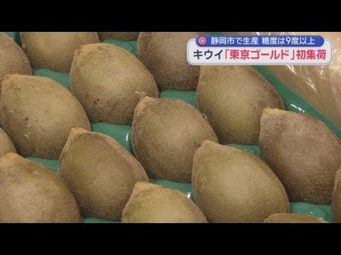 YouTube Video 静岡市でキウイフルーツ「東京ゴールド」の出荷が始まる　やや小ぶりだが味と品質は例年通り