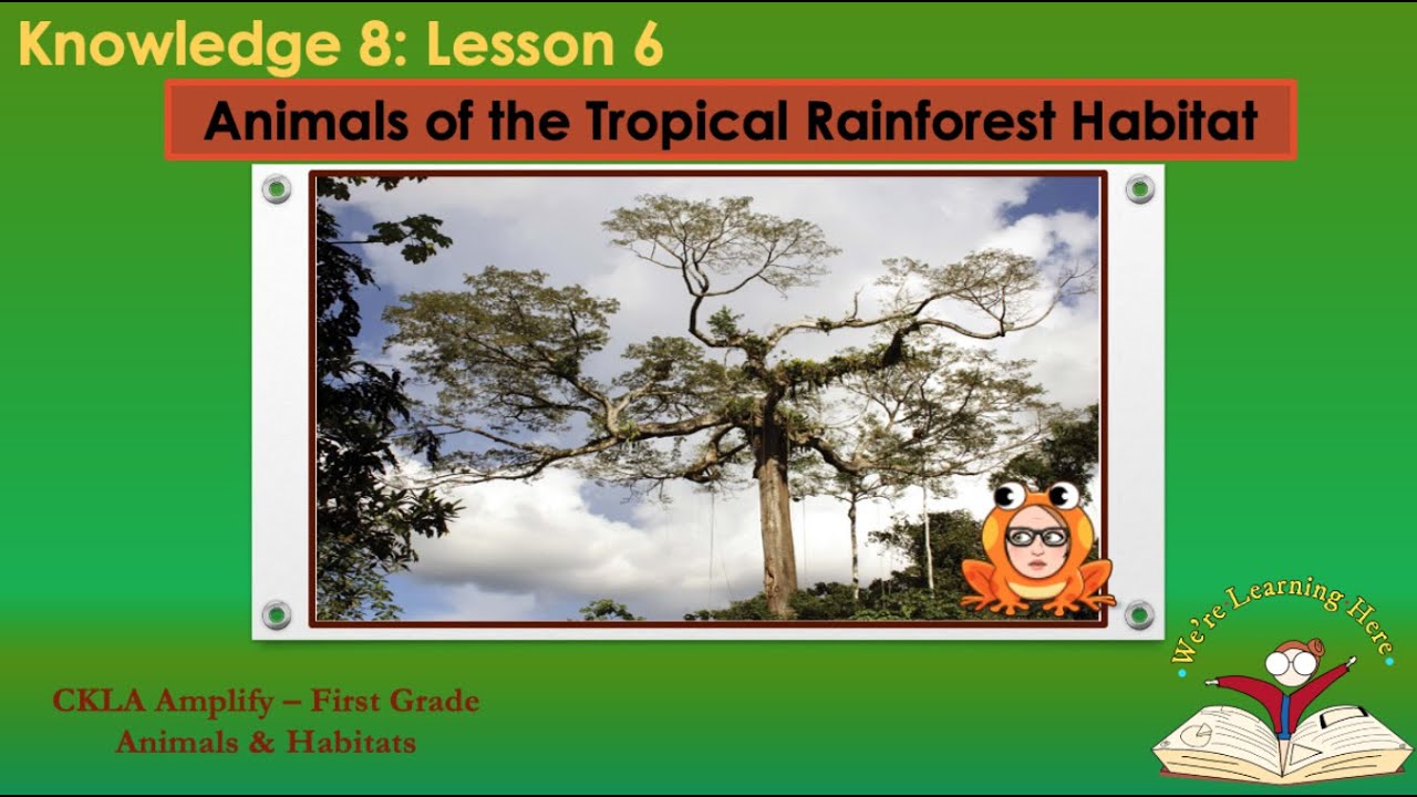 Kn 8 Ls 6 Animals Tropical Rainforest