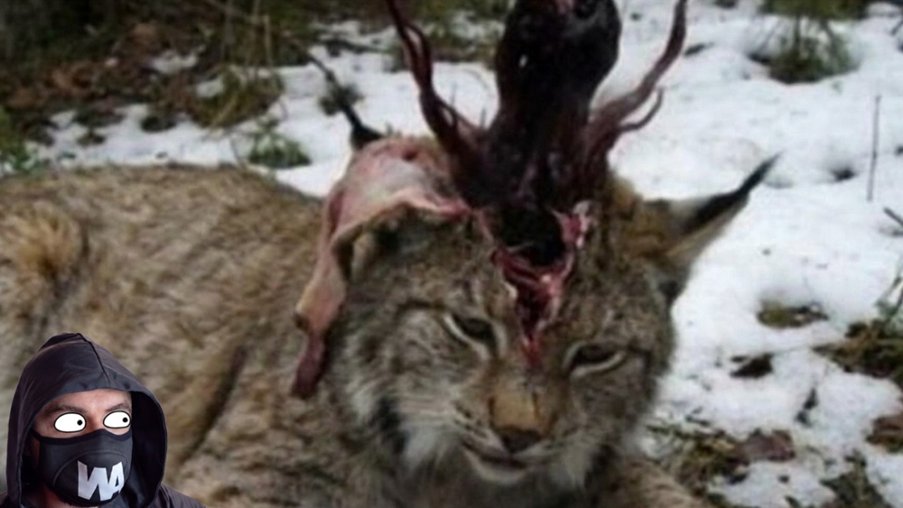 Intentó Matar Linces En Lugar De Comer Liebres