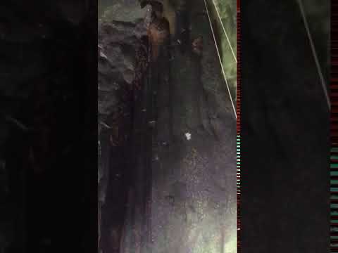 2018/4/22山打根蝙狐出巢