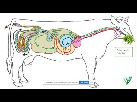 , title : 'Le système digestif de la vache (Projet de bio 10e)'