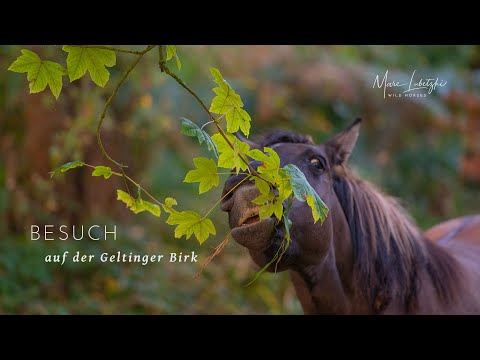 Besuch bei den Koniks auf der Geltinger Birk