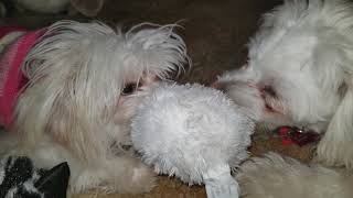 Thelma Louise and angel her side kick tug a war over fluffy ball