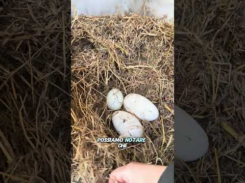Le oche e le anatre hanno DEPOSTO LE UOVA!🪿
